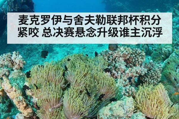 麦克罗伊与舍夫勒联邦杯积分紧咬 总决赛悬念升级谁主沉浮